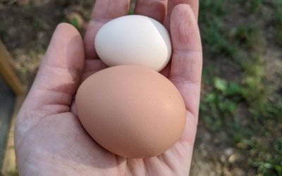My first Silkie egg!