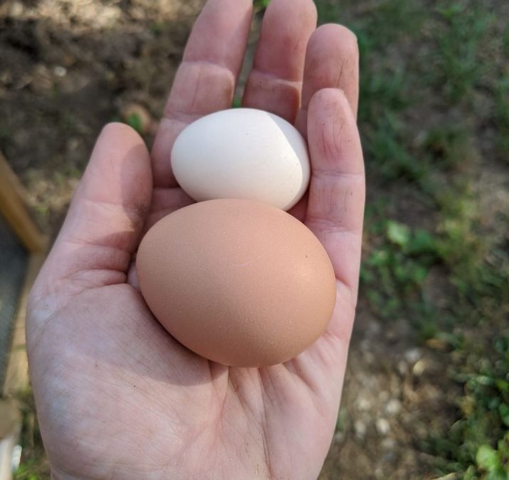My first Silkie egg!