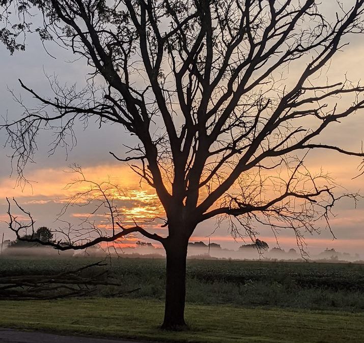 Fog over the fields this morning